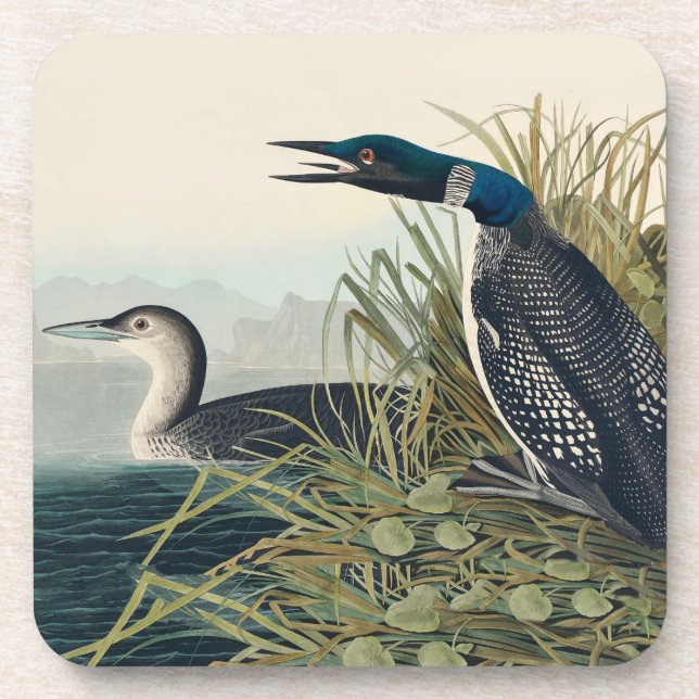 Audubon Bird Loon Diver Classic Getränkeuntersetzer (Vorderseite)