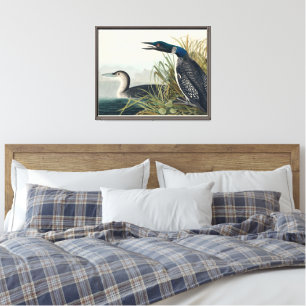 Audubon Bird Loon Diver Classic Leinwanddruck
