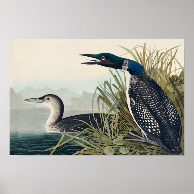 Audubon Bird Loon Diver Classic Poster (Vorne)