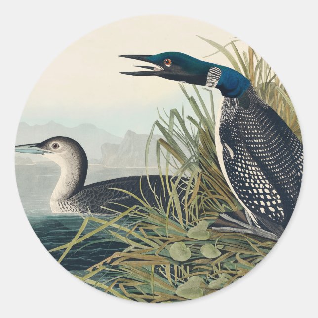 Audubon Bird Loon Diver Classic Runder Aufkleber (Vorderseite)