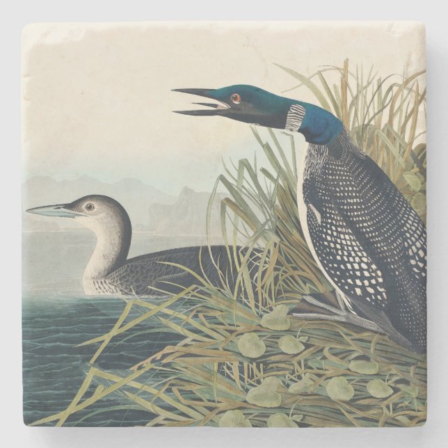 Audubon Bird Loon Diver Classic Steinuntersetzer (Vorderseite)