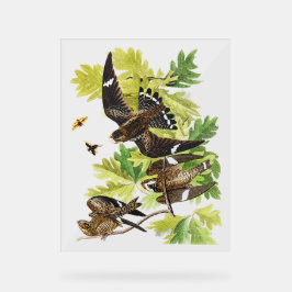 Audubon Birds - Nachtfalken Acrylschild