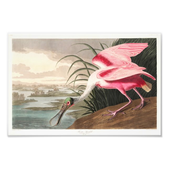 Audubon Birds of America Fotodruck (Vorne)