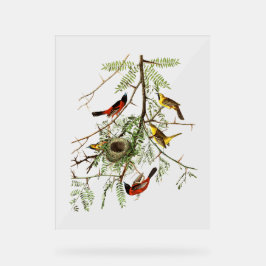 Audubon Birds - Orchard Oriole - Honey Locust Acrylschild