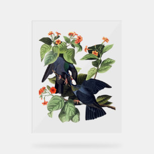 Audubon Birds - Pigeons à tête blanche