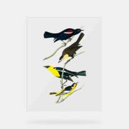 Audubon Birds - Starling Oriole Troopial Acrylschild