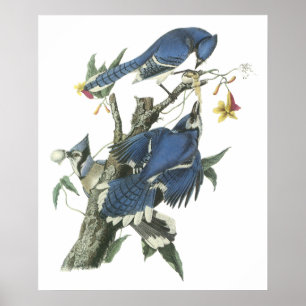 Audubon blaues Jay-Plakat Poster