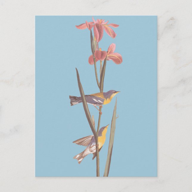 Audubon Blue Yellowback Warbler Song Birds Postkarte (Vorderseite)