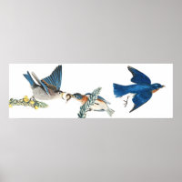 Audubon Bluebird Birds Animal Wildlife Poster