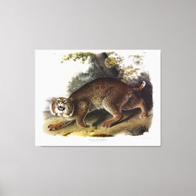 Audubon (Bobcat) Leinwanddruck (Vorderseite)