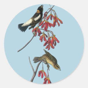 Audubon Bobolink Bird Art Stickers