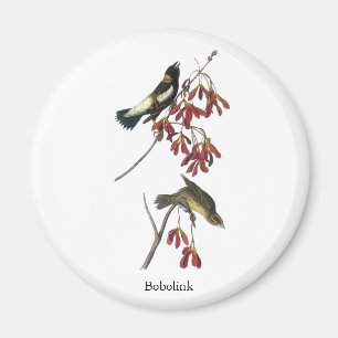 Audubon Bobolink Magnet