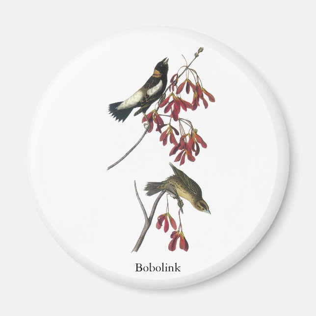 Audubon Bobolink Magnet (Vorne)