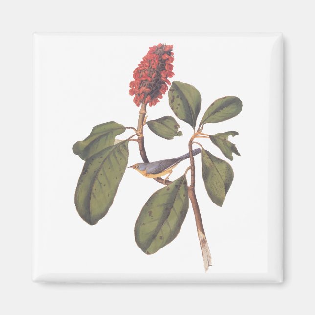 Audubon Bonaparte Flycatcher Songbird und Magnolia Magnet (Vorne)