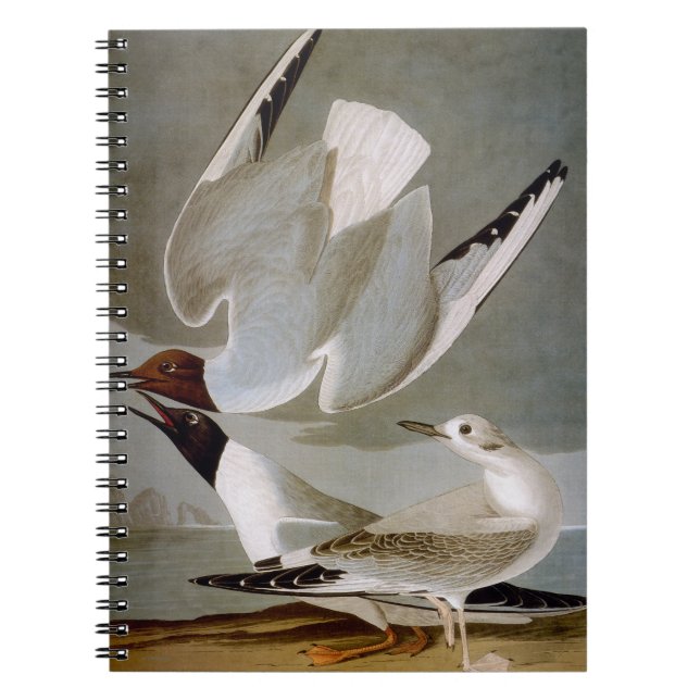 Audubon: Bonapartes Möve Notizblock (Vorderseite)