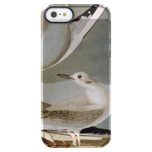Audubon: Bonapartes Möve Durchsichtige iPhone SE/5/5s Hülle
