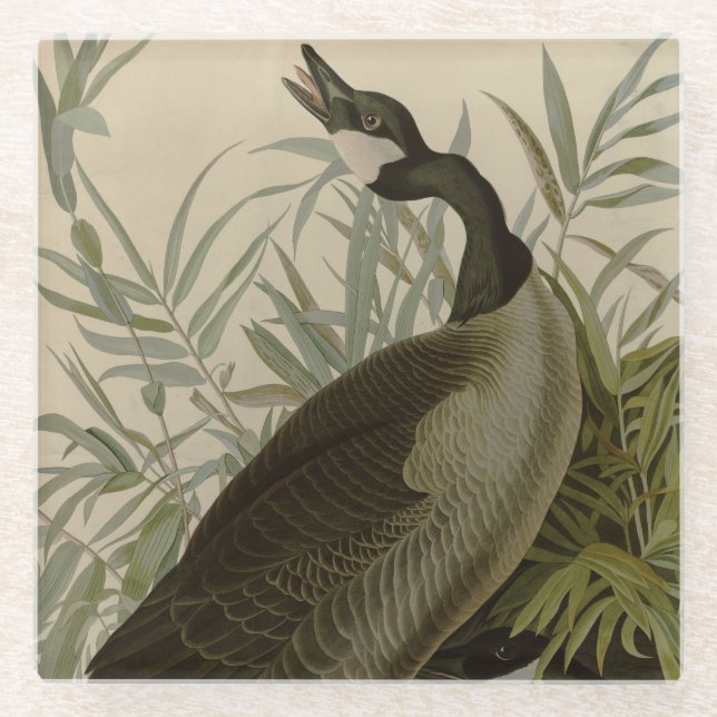 Audubon Canada Goose Wildlife Bird Glasuntersetzer (Vorderseite)
