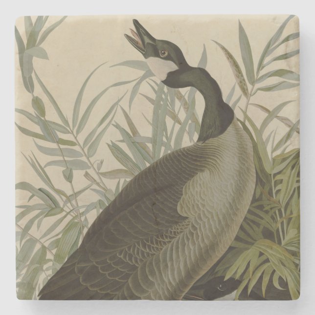 Audubon Canada Goose Wildlife Bird Steinuntersetzer (Vorderseite)