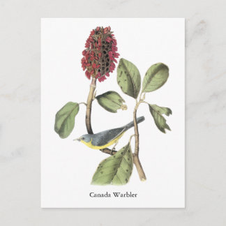Audubon Canada Warbler Postkarte