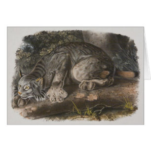 Audubon - Canadien Lynx