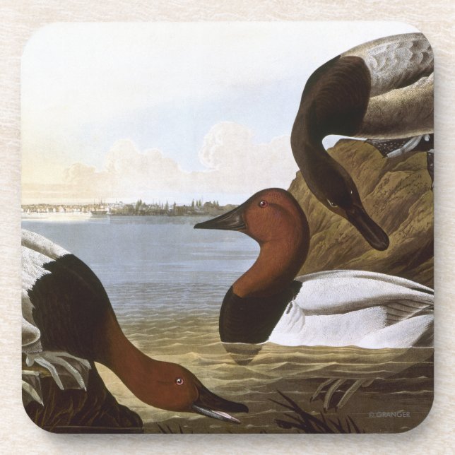 Audubon: Canvasback Getränkeuntersetzer (Vorderseite)