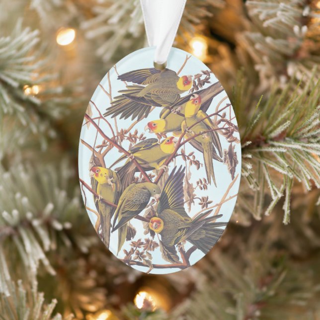 Audubon Carolina - Éclosion de perruques (Arbre)