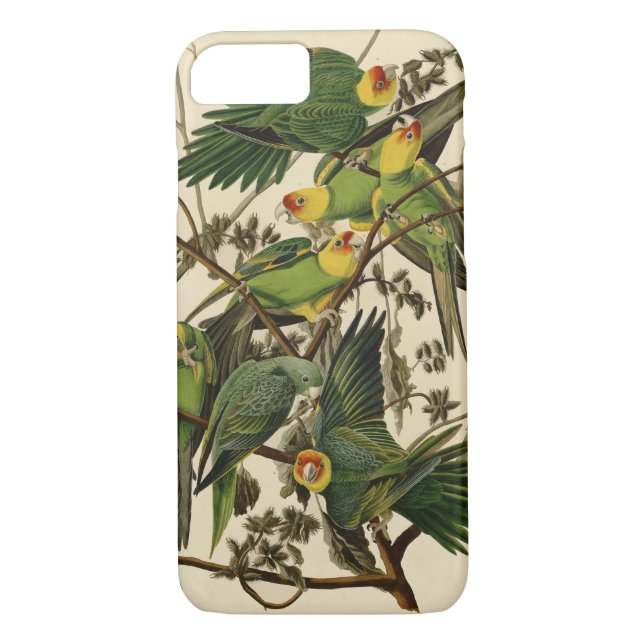 Audubon Carolina Parrot Bird Illustration Case-Mate iPhone Hülle (Rückseite)