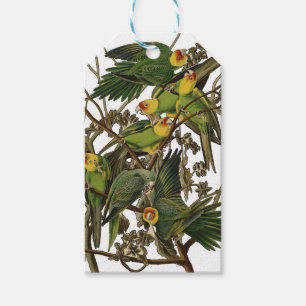 Audubon Carolina Parrot Bird Illustration Geschenkanhänger