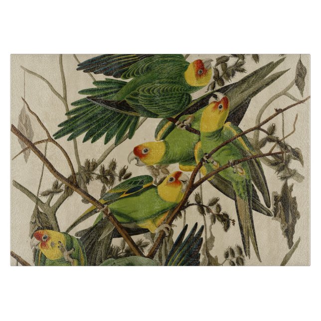 Audubon Carolina Parrot Bird Illustration Schneidebrett (Vorderseite)