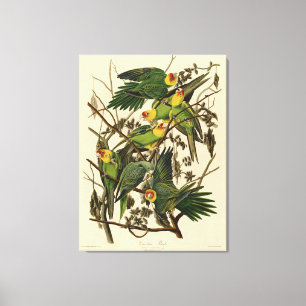 Audubon Carolina-Sittich-Vogelillustration Leinwanddruck
