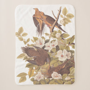 Audubon Carolina Turtle Dove Sherpadecke