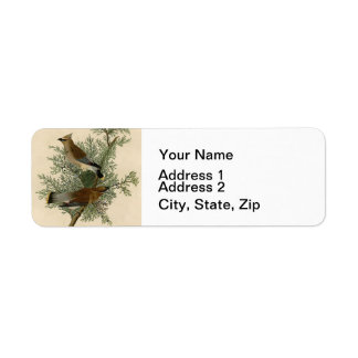 Audubon Cedar Waxwing Bird