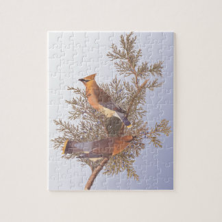Audubon Cedar Waxwing Bird auf Evergreen Junior