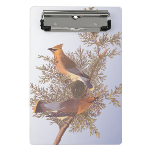 Audubon Cedar Waxwing Bird auf Evergreen Junior Mini Klemmbrett