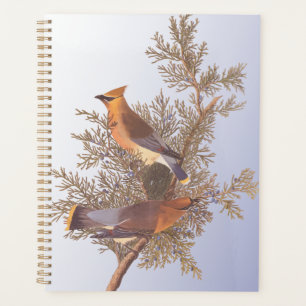 Audubon Cedar Waxwing Bird auf Evergreen Junior Planer