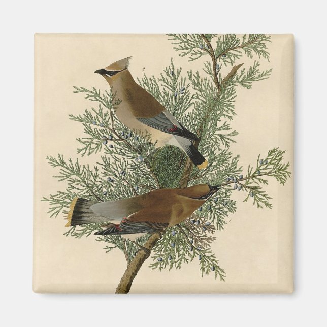 Audubon Cedar Waxwing Bird Magnet (Vorne)