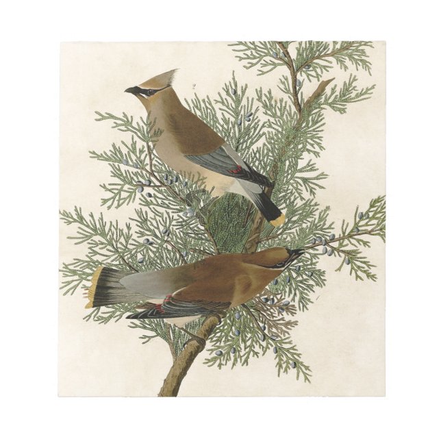Audubon Cedar Waxwing Bird Notizblock (Vorderseite)