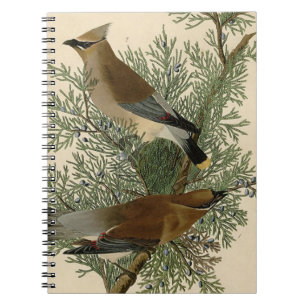 Audubon Cedar Waxwing Bird Notizblock