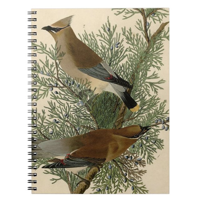 Audubon Cedar Waxwing Bird Notizblock (Vorderseite)