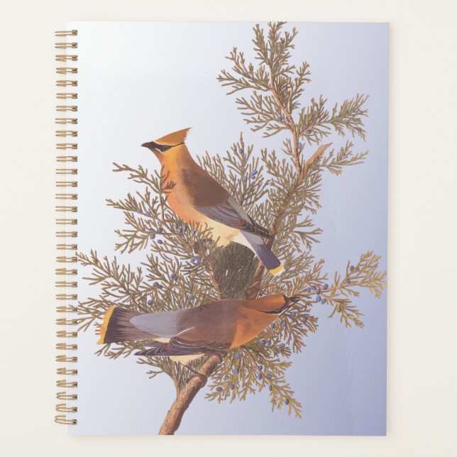 Audubon Cedar Waxwing Bird on Evergreen Juniper (Devant)