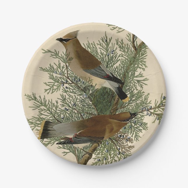 Audubon Cedar Waxwing Bird Pappteller (Vorderseite)