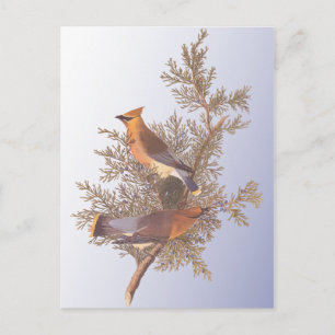 Audubon Cedar Waxwing Bird Postkarte