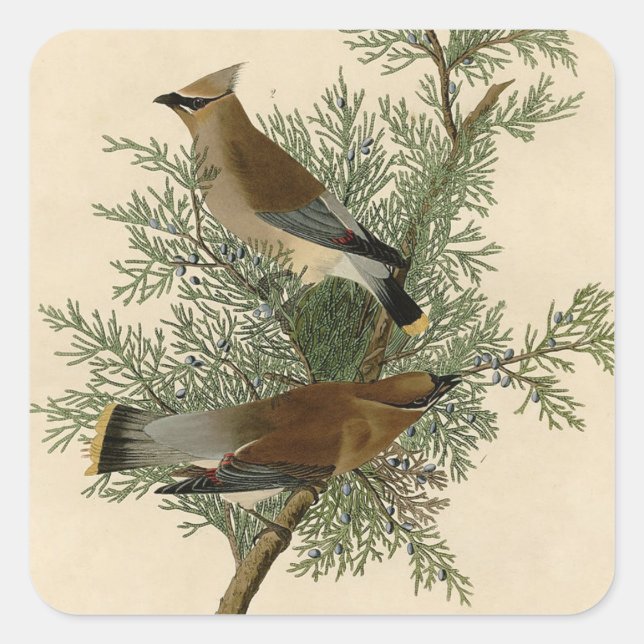 Audubon Cedar Waxwing Bird Quadratischer Aufkleber (Vorderseite)