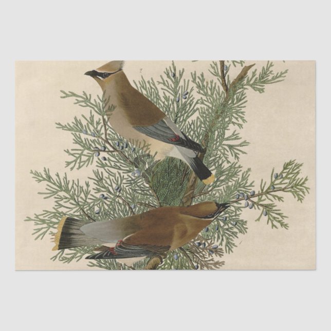Audubon Cedar Waxwing Bird Seidenpapier (Vorderseite)