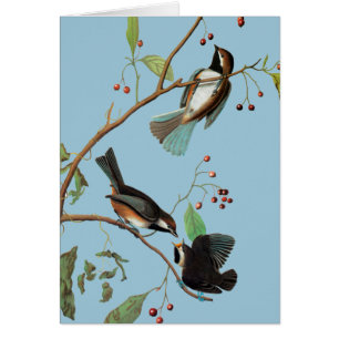 Audubon: Chickadee