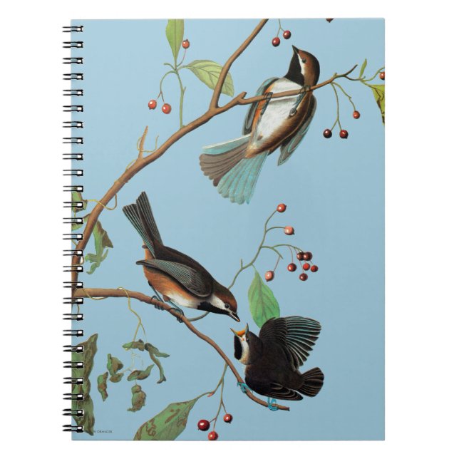 Audubon: Chickadee Notizblock (Vorderseite)