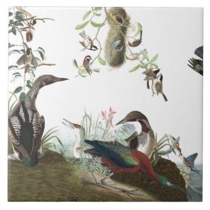 Audubon Collage Vögel Wildtiere Tiere Kachel