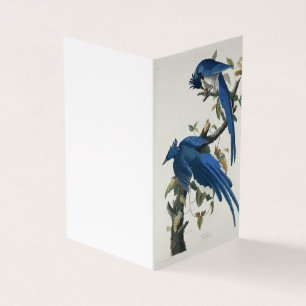 Audubon Columbia Jay Black Throated Magpie Jay
