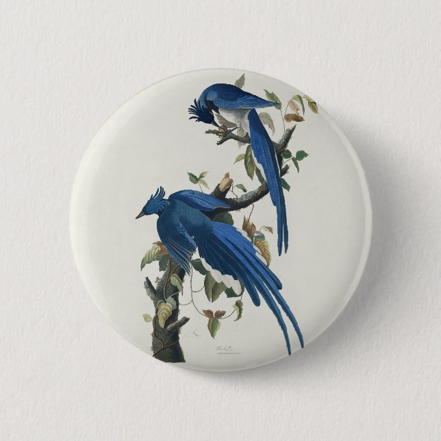 Audubon Columbia Jay Black Throated Magpie Jay Button (Vorderseite)