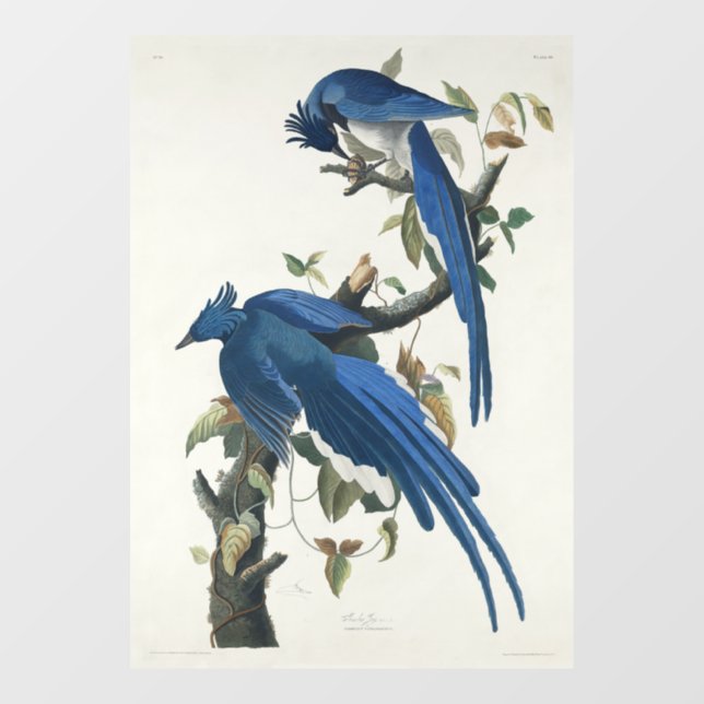 Audubon Columbia Jay Black Throated Magpie Jay Fensteraufkleber (Blatt)